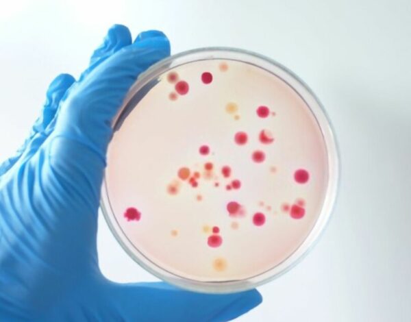 Bacterie-Microbiologie-header_result